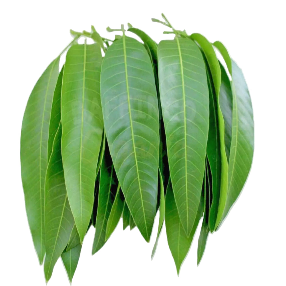 Fresh Mango Leaves - 10 Pcs
