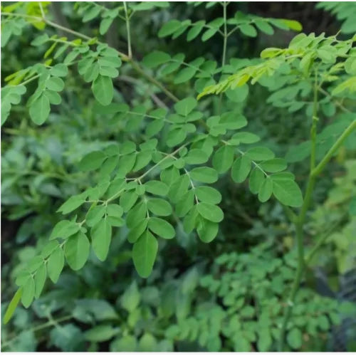 Drumstick Leaves/Munaga Aku/Moringa Bunch