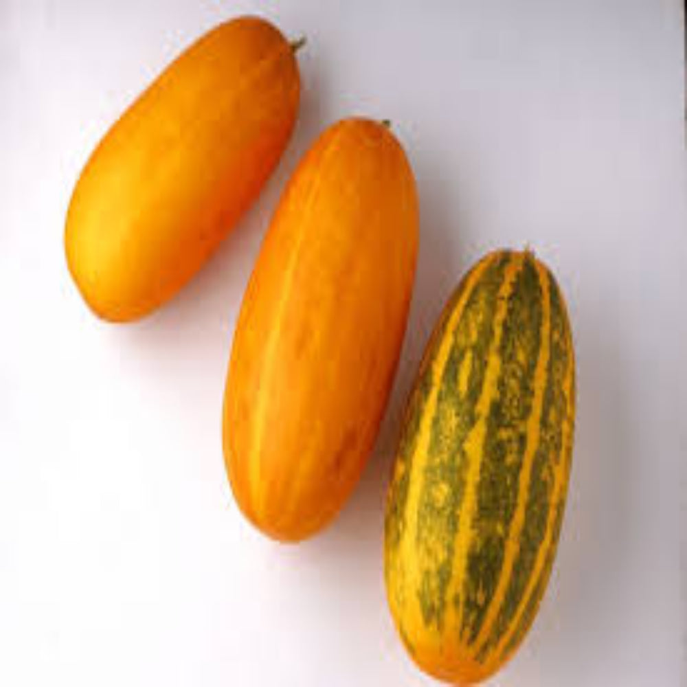 Yellow Indian Cucumber 1Kg