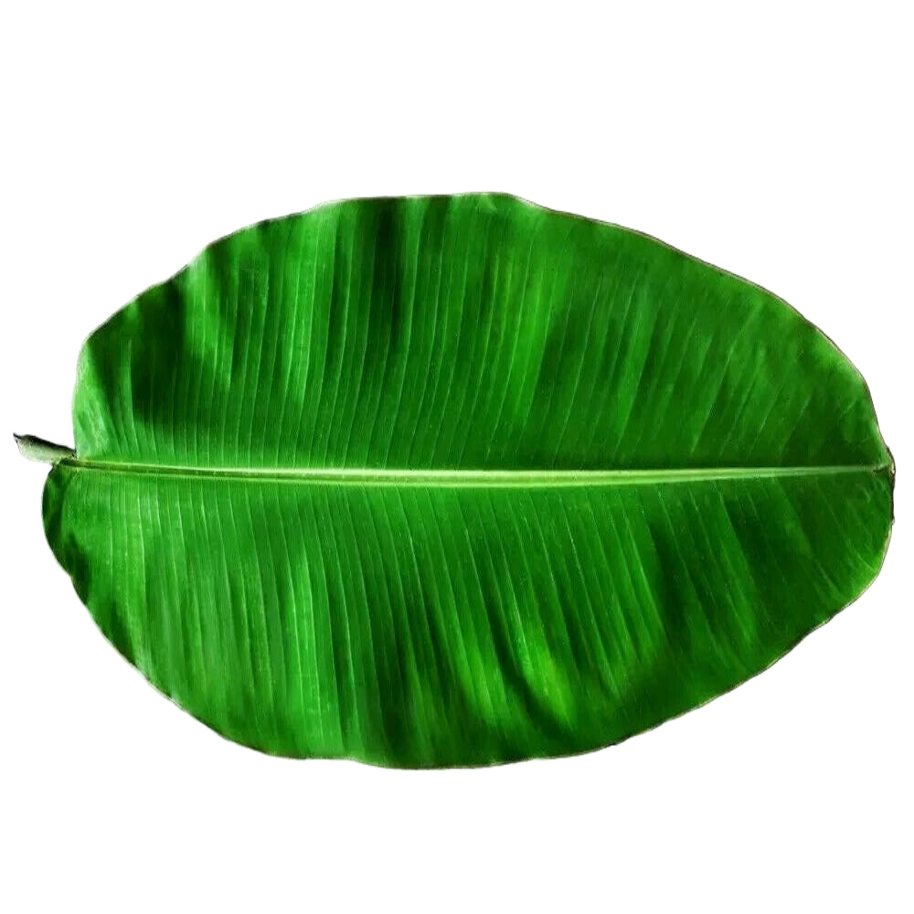 Banana leaf