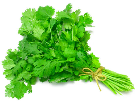 Coriander Bunch